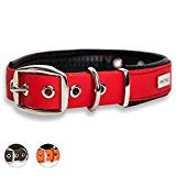 Mejores collares para perros